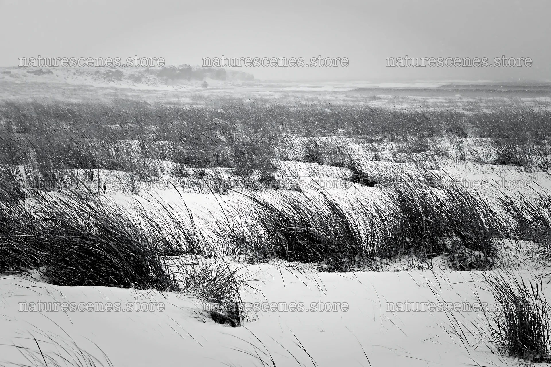 Snowy beach meadow with tall grass in winter weather – nature scenes 9722x6480