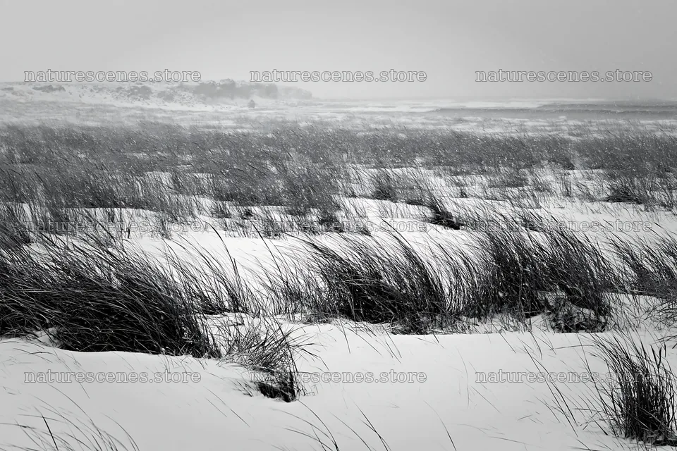 Snowy beach meadow with tall grass in winter weather – nature scenes 9722x6480