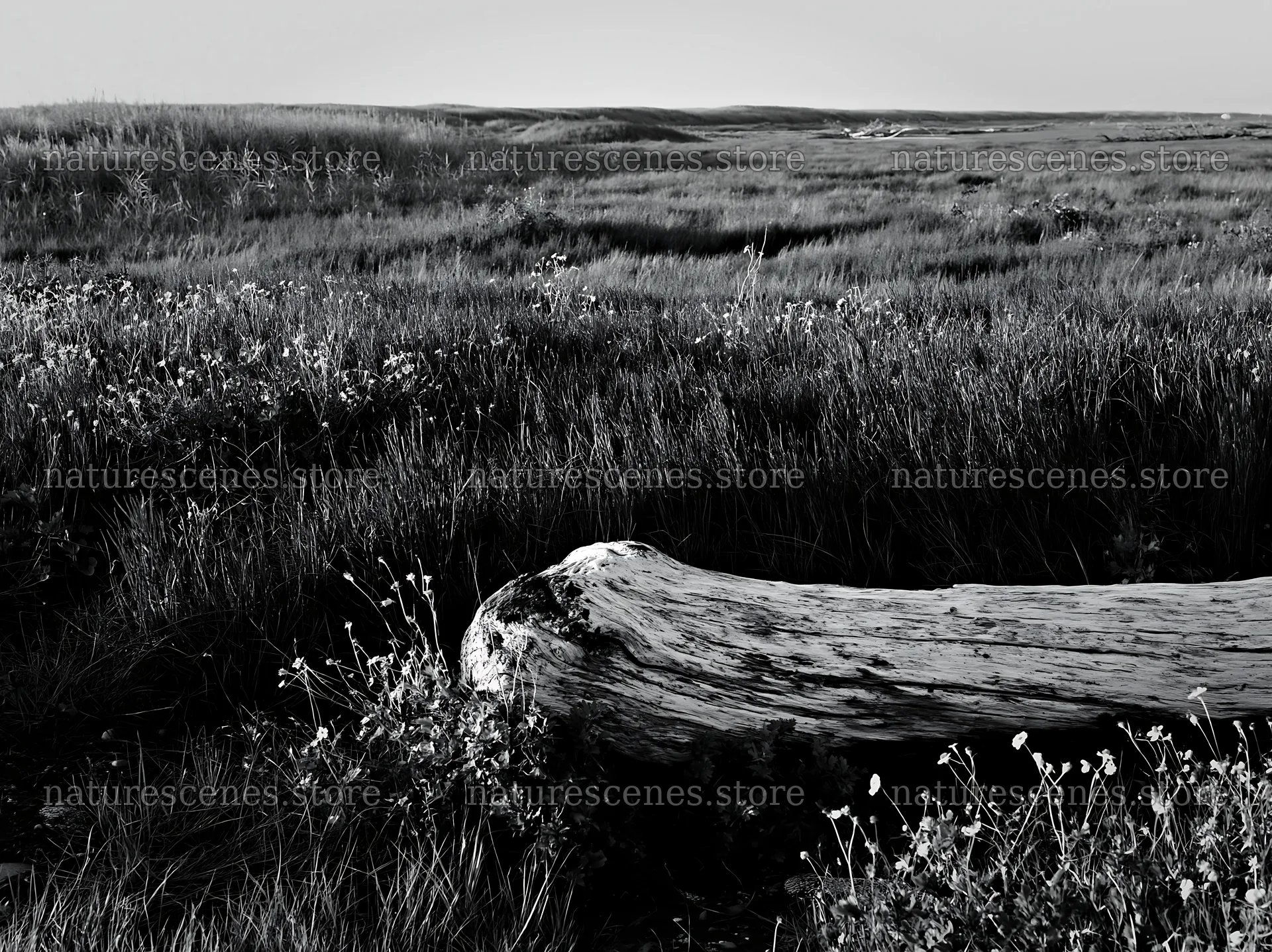 Driftwood in Chiba coastal climate meadow – nature scenes 9174x6866