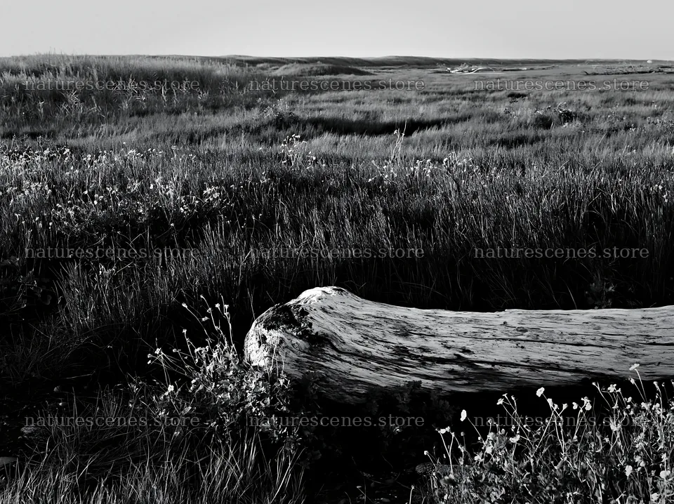 Driftwood in Chiba coastal climate meadow – nature scenes 9174x6866