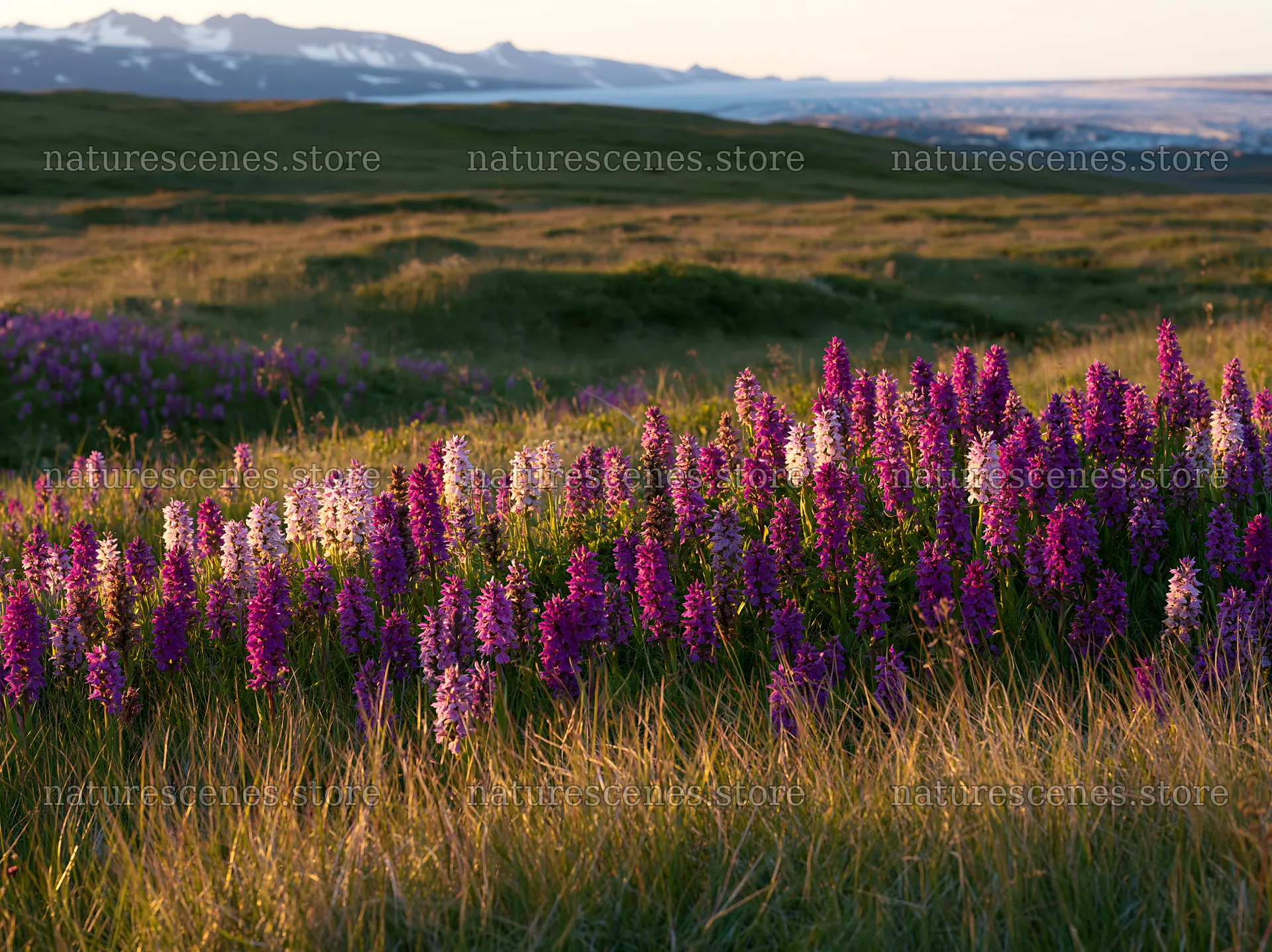 Colorful orchid meadow with purple flowers in natural light – nature scenes 9174x6866