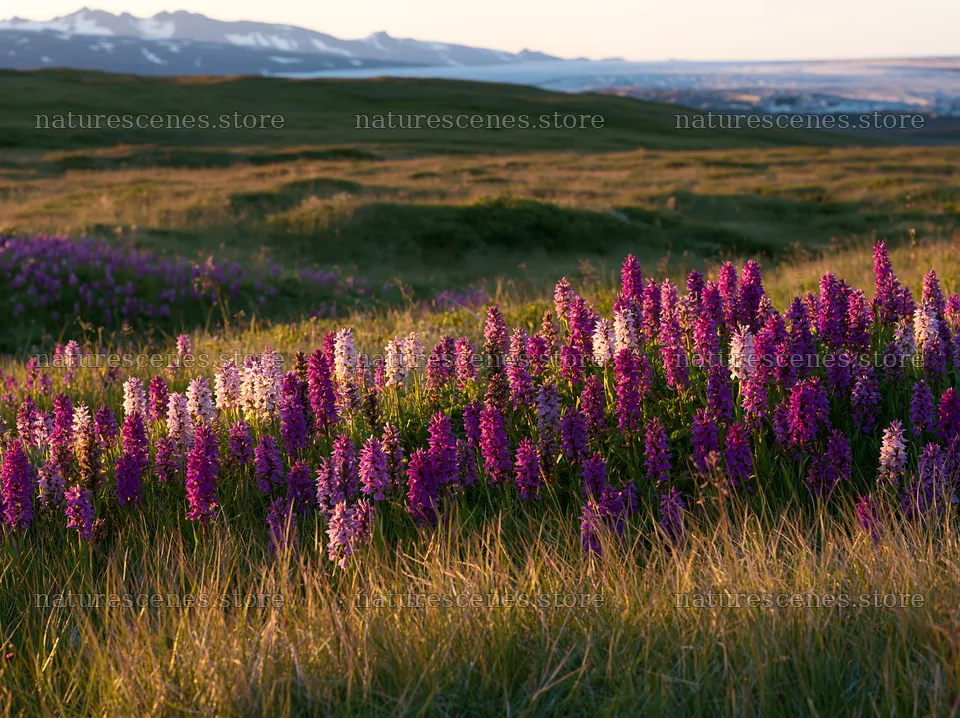 Colorful orchid meadow with purple flowers in natural light – nature scenes 9174x6866