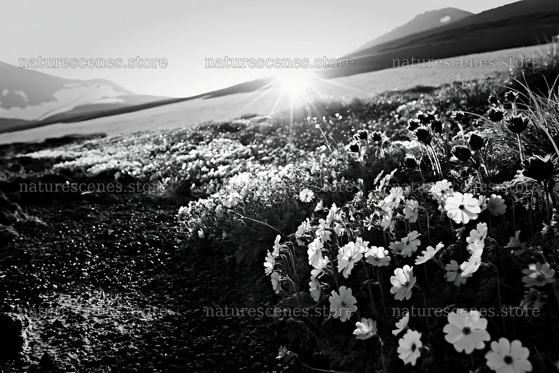 Daisetsuzan alpine meadow with light rays in sunrise – nature scenes 9722x6480