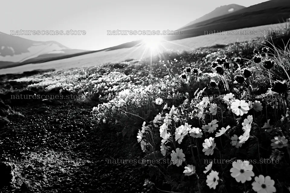 Daisetsuzan alpine meadow with light rays in sunrise – nature scenes 9722x6480