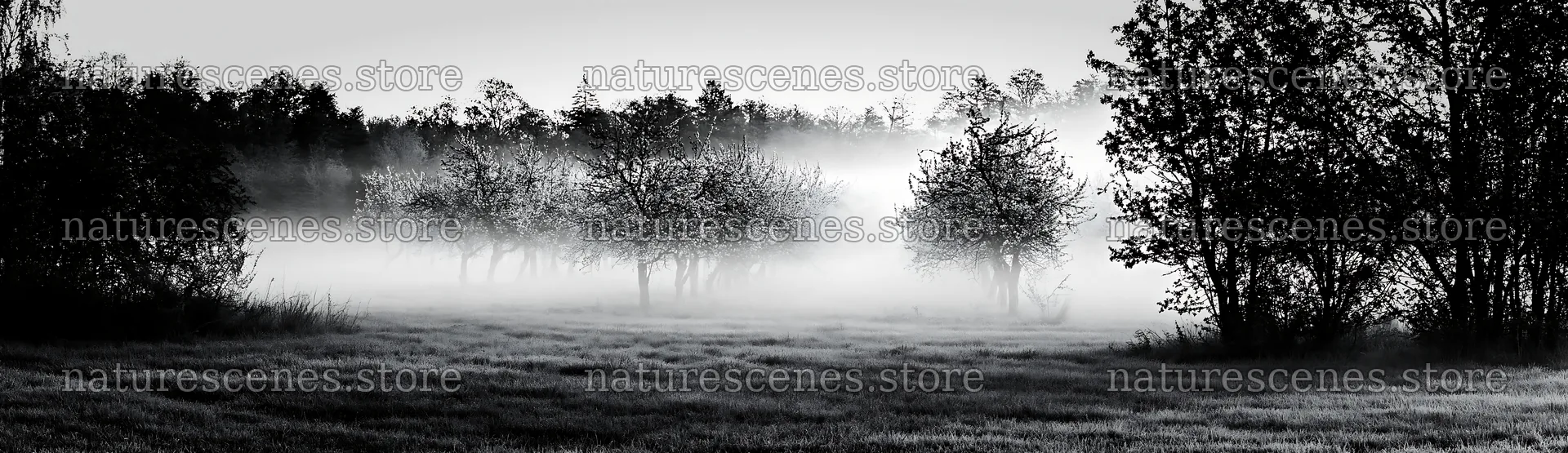Spring orchard meadow in fog – nature scenes 14762x4268