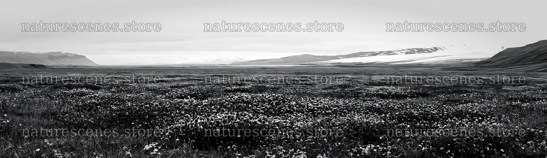 Colorful clover meadow under cloudy sky in Iceland – nature scenes 14762x4268