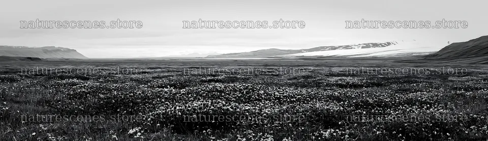 Colorful clover meadow under cloudy sky in Iceland – nature scenes 14762x4268