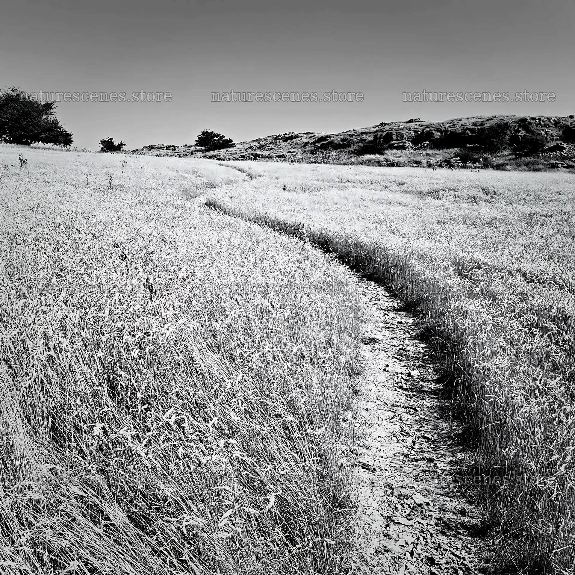 Curved path through a meadow with seedheads in black and white – nature scenes 7938x7938