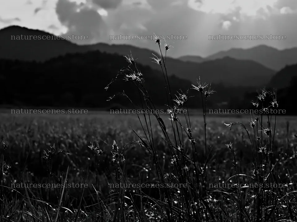 Okayama golden meadow with seedhead foreground – nature scenes 9174x6866