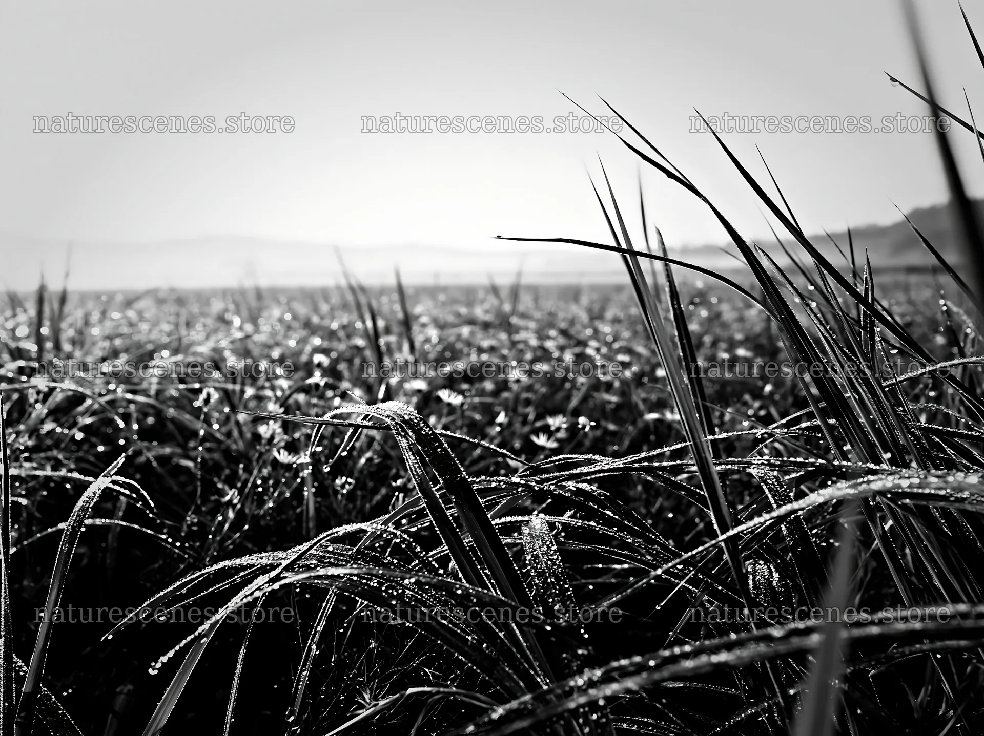 Miyazaki sunrise over meadow with dew covered sedges – nature scenes 9174x6866