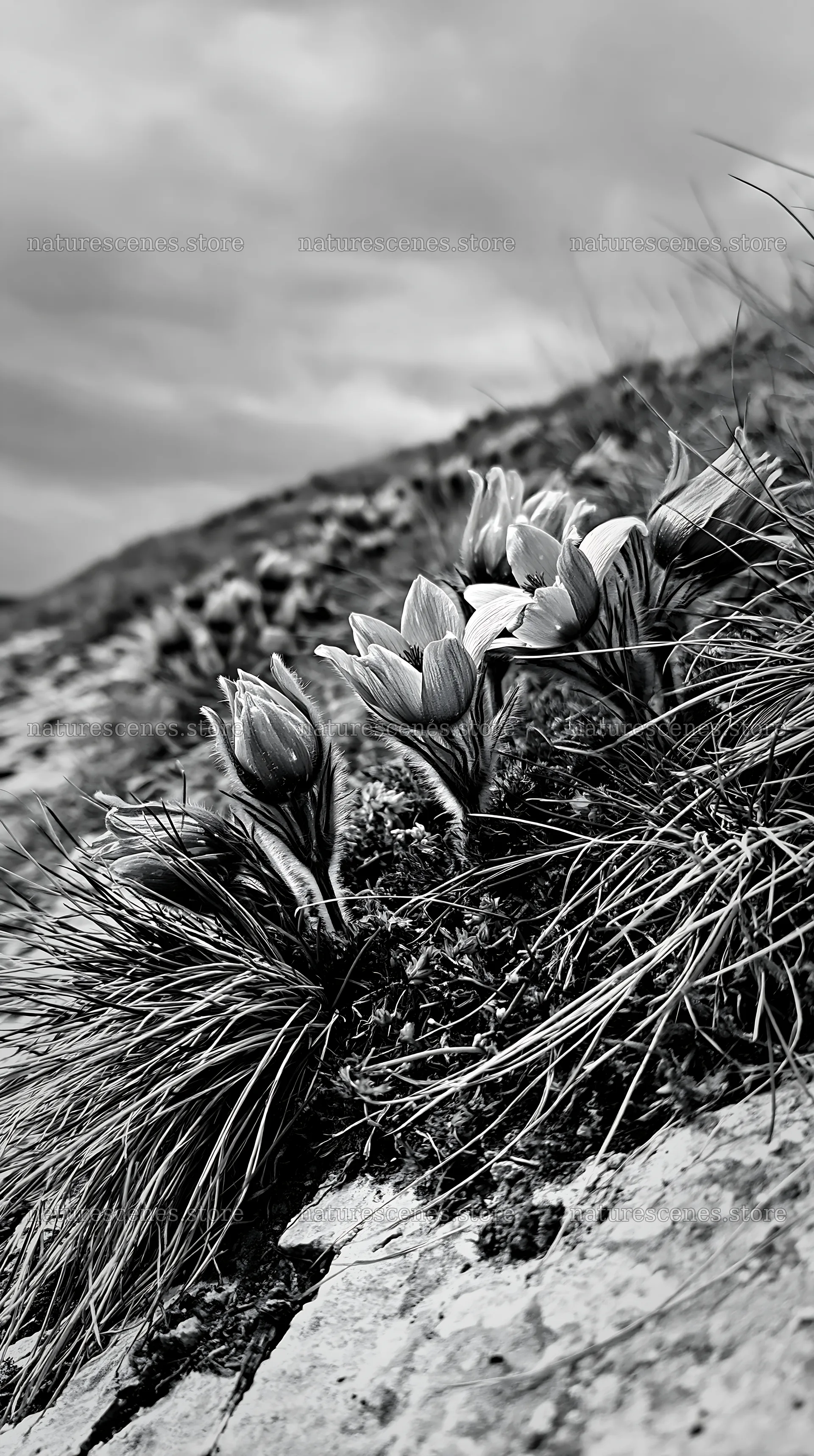 Cloudy meadow with blooming pasque flowers in spring – nature scenes 5938x10608