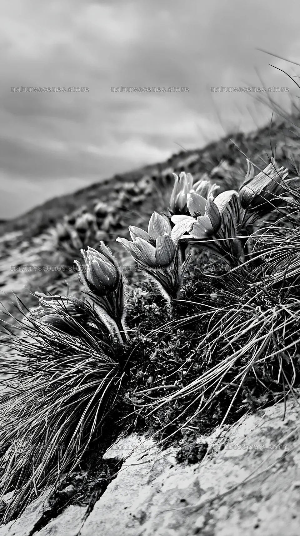 Cloudy meadow with blooming pasque flowers in spring – nature scenes 5938x10608