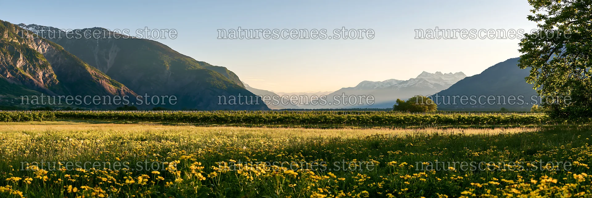 Valley meadow with apple trees under clear sky – nature scenes 13690x4602