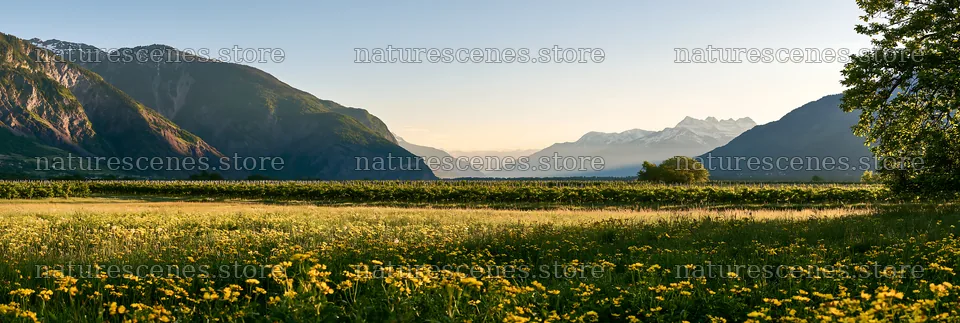 Valley meadow with apple trees under clear sky – nature scenes 13690x4602