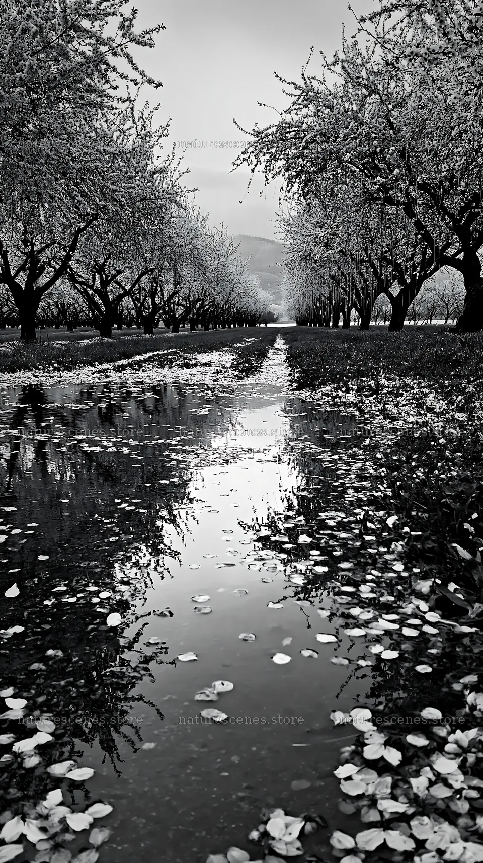 Lakeside orchard meadow with water reflection and flower petals – nature scenes 5938x10608