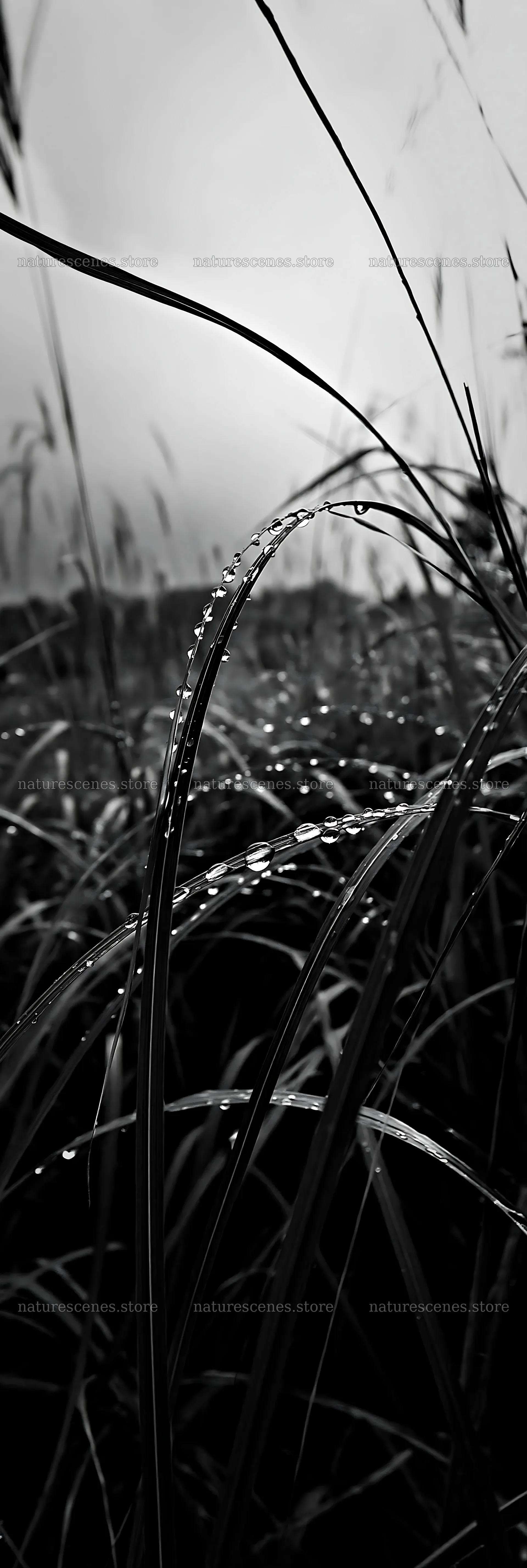 Fukui native grass meadow with rain droplets – nature scenes 4602x13690