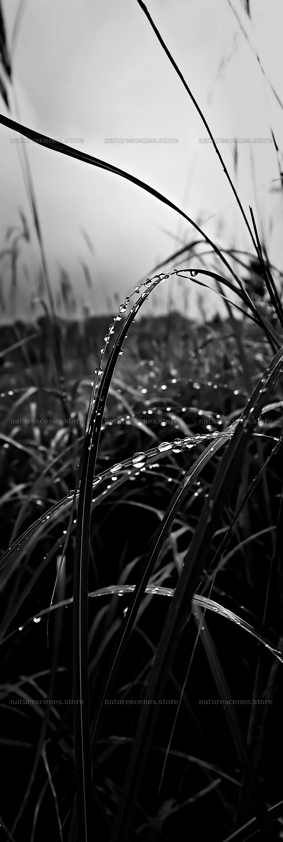 Fukui native grass meadow with rain droplets – nature scenes 4602x13690