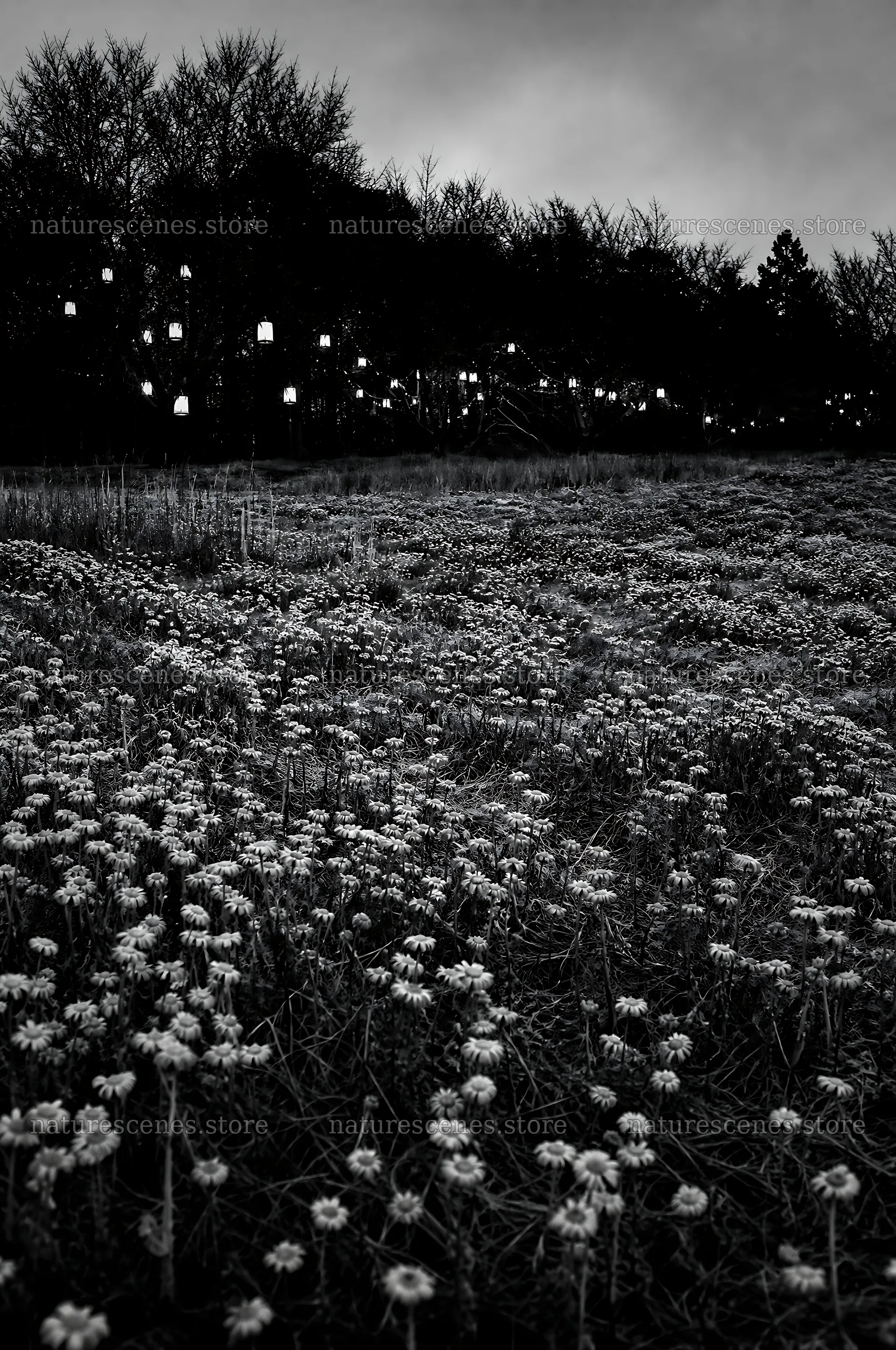Vibrant Christmas lights illuminating a winter meadow – nature scenes 6468x9740