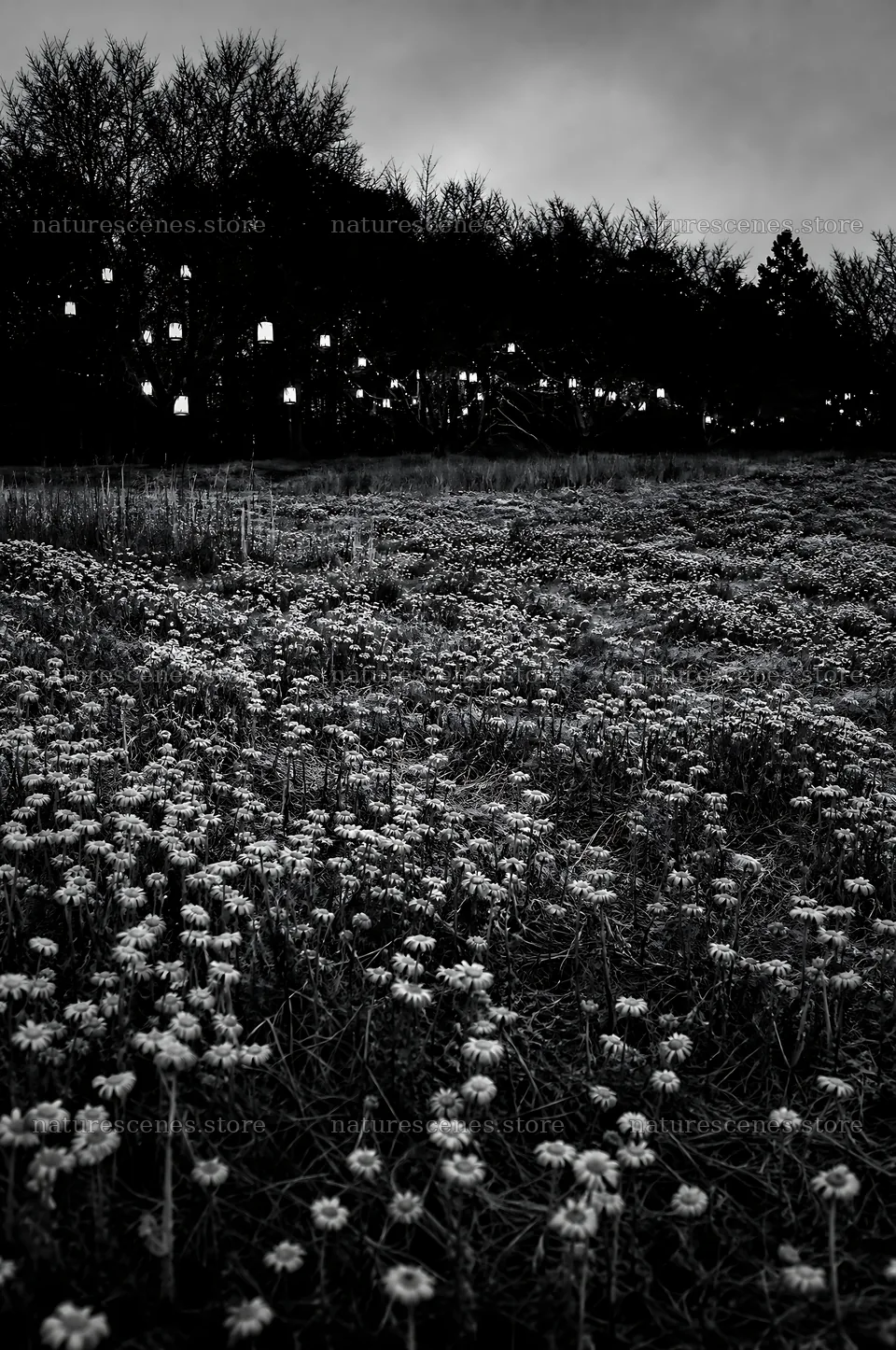 Vibrant Christmas lights illuminating a winter meadow – nature scenes 6468x9740