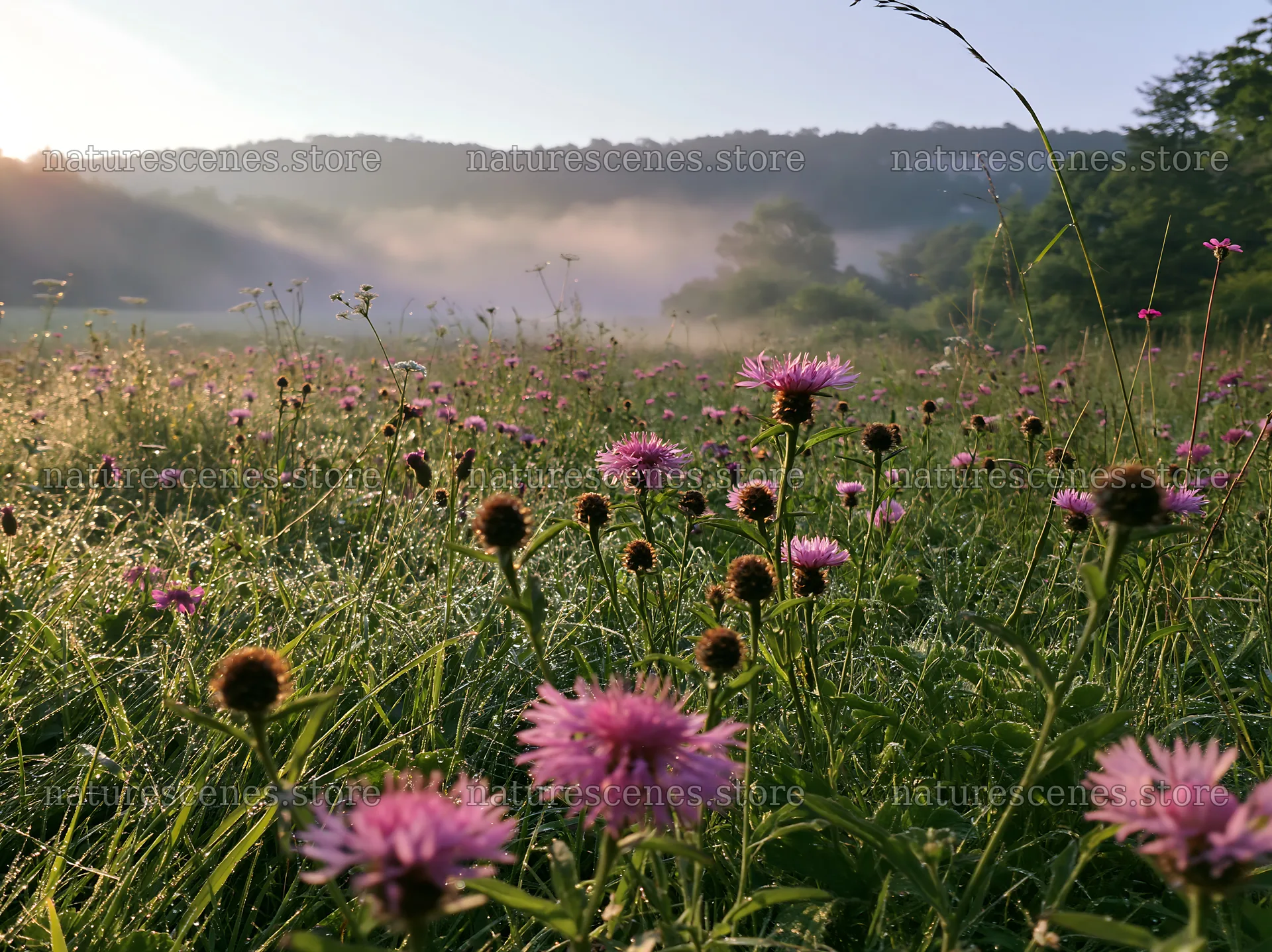 Morning light over meadow with knapweed – nature scenes 9174x6866