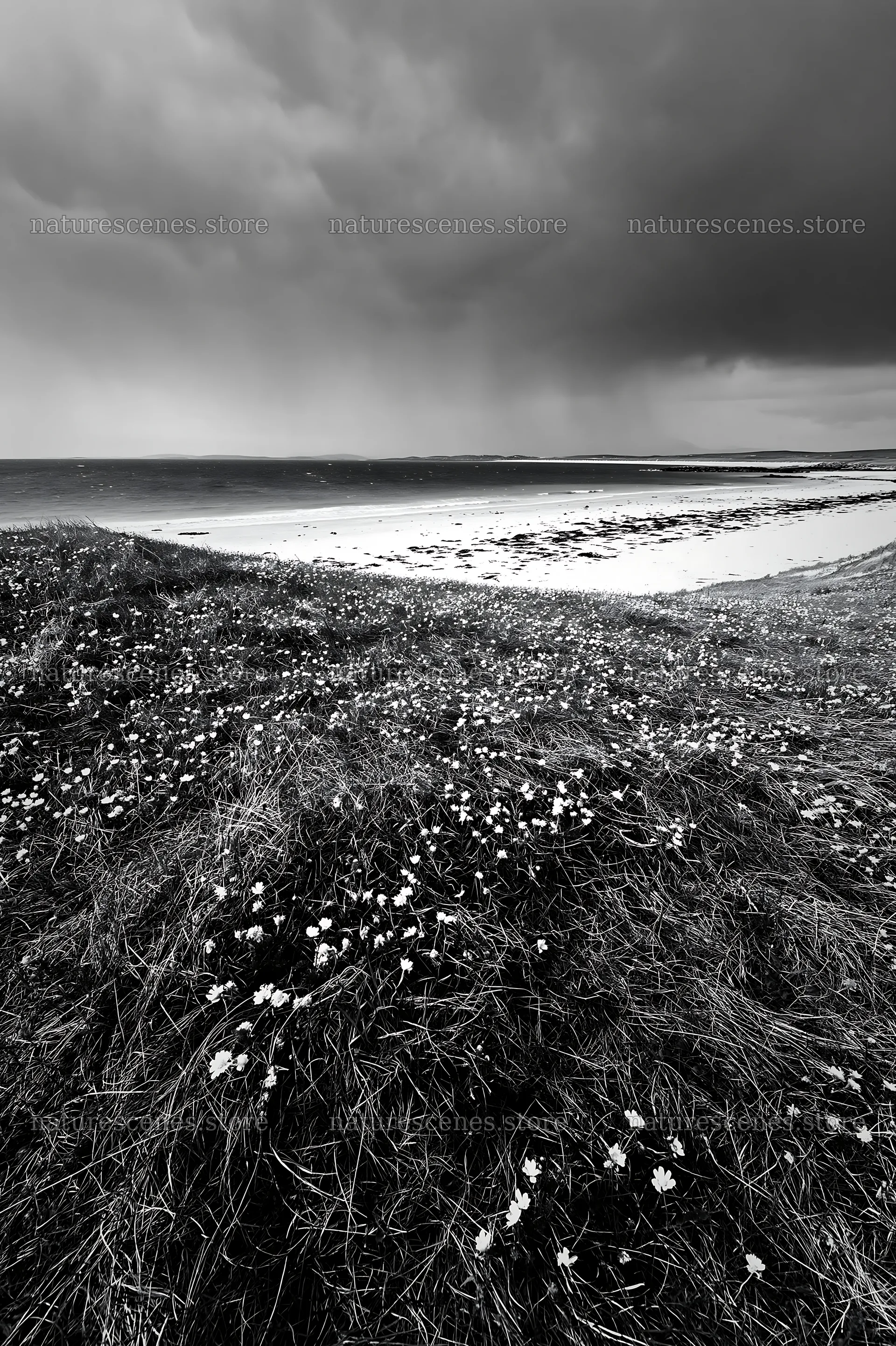 Climate-resilient meadow with flowers by the ocean – nature scenes 6480x9722