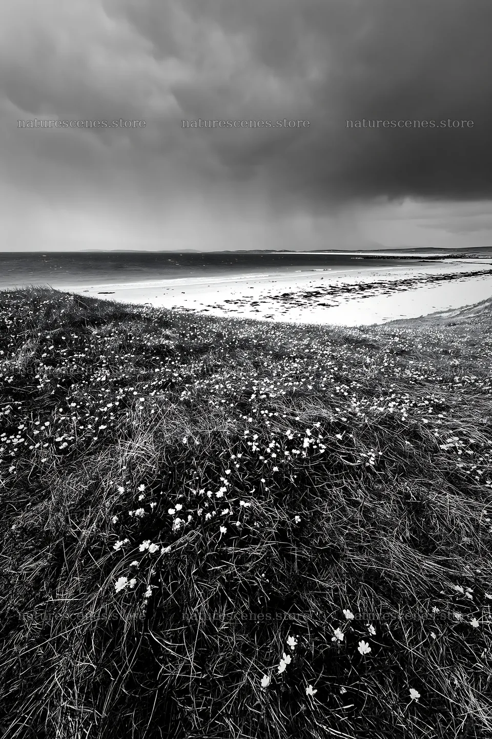 Climate-resilient meadow with flowers by the ocean – nature scenes 6480x9722