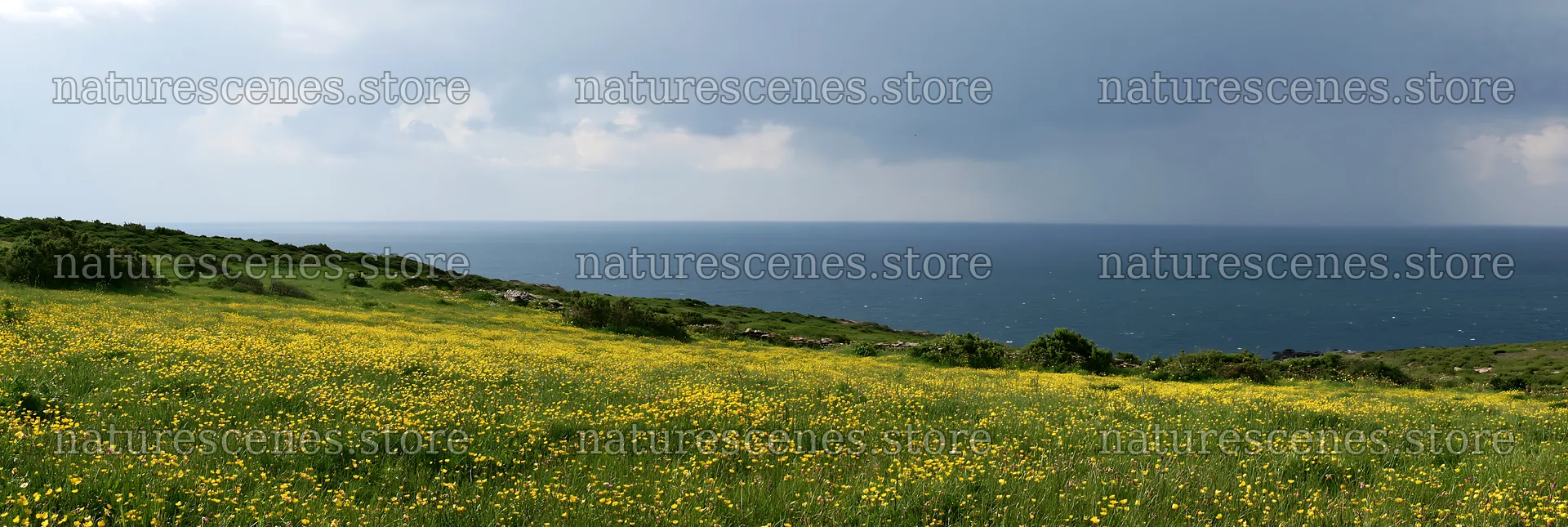 Meadow above Atlantic coast in Portugal with overcast sky – nature scenes 13690x4602