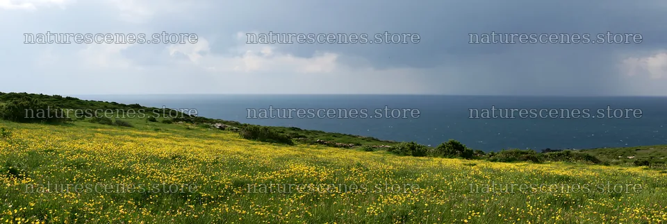 Meadow above Atlantic coast in Portugal with overcast sky – nature scenes 13690x4602
