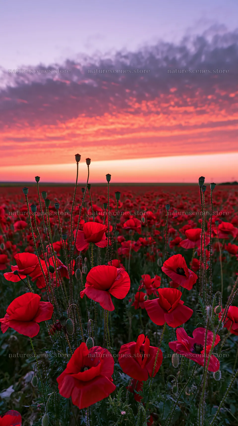Colorful poppy meadow with sunset sky and vibrant blooms – nature scenes 5938x10608