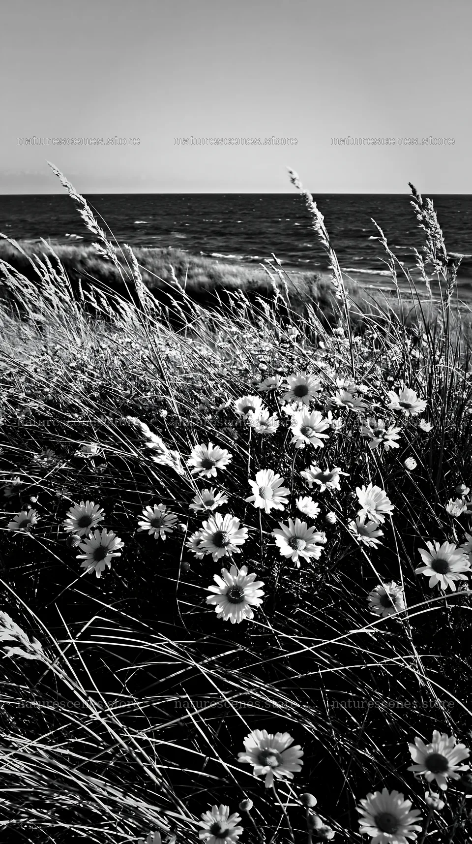 Chamomile meadow by the sea in black and white – nature scenes 5938x10608