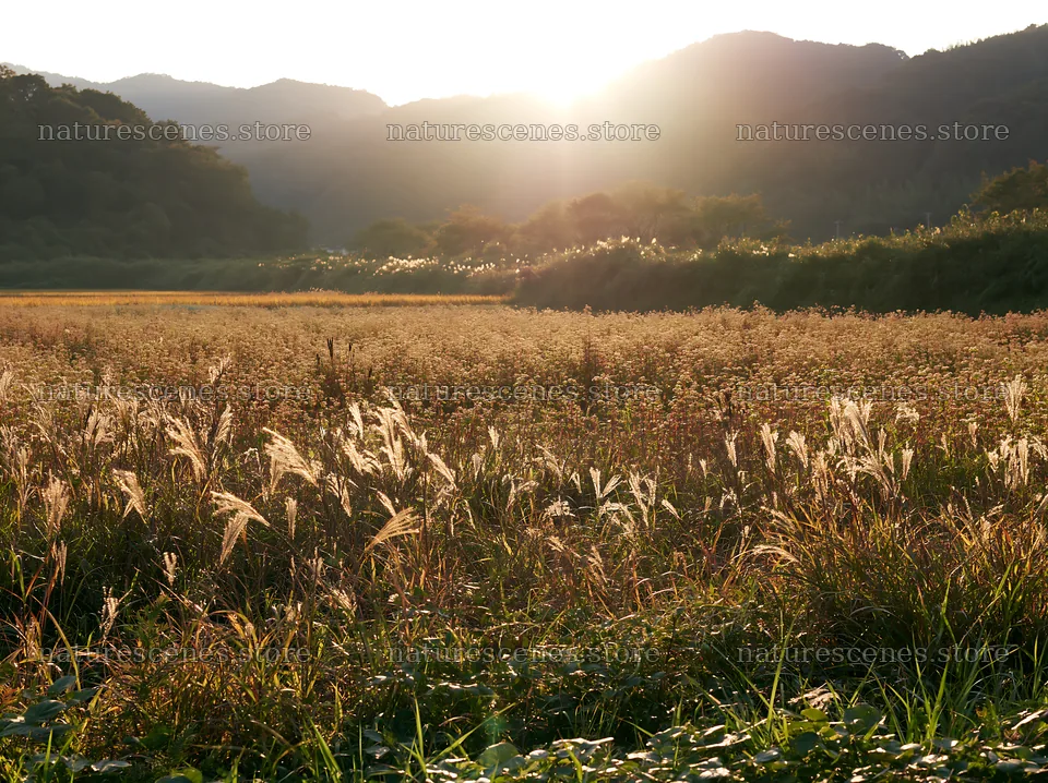 Aichi restored meadow autumn seedheads foreground under sunset – nature scenes 9174x6866
