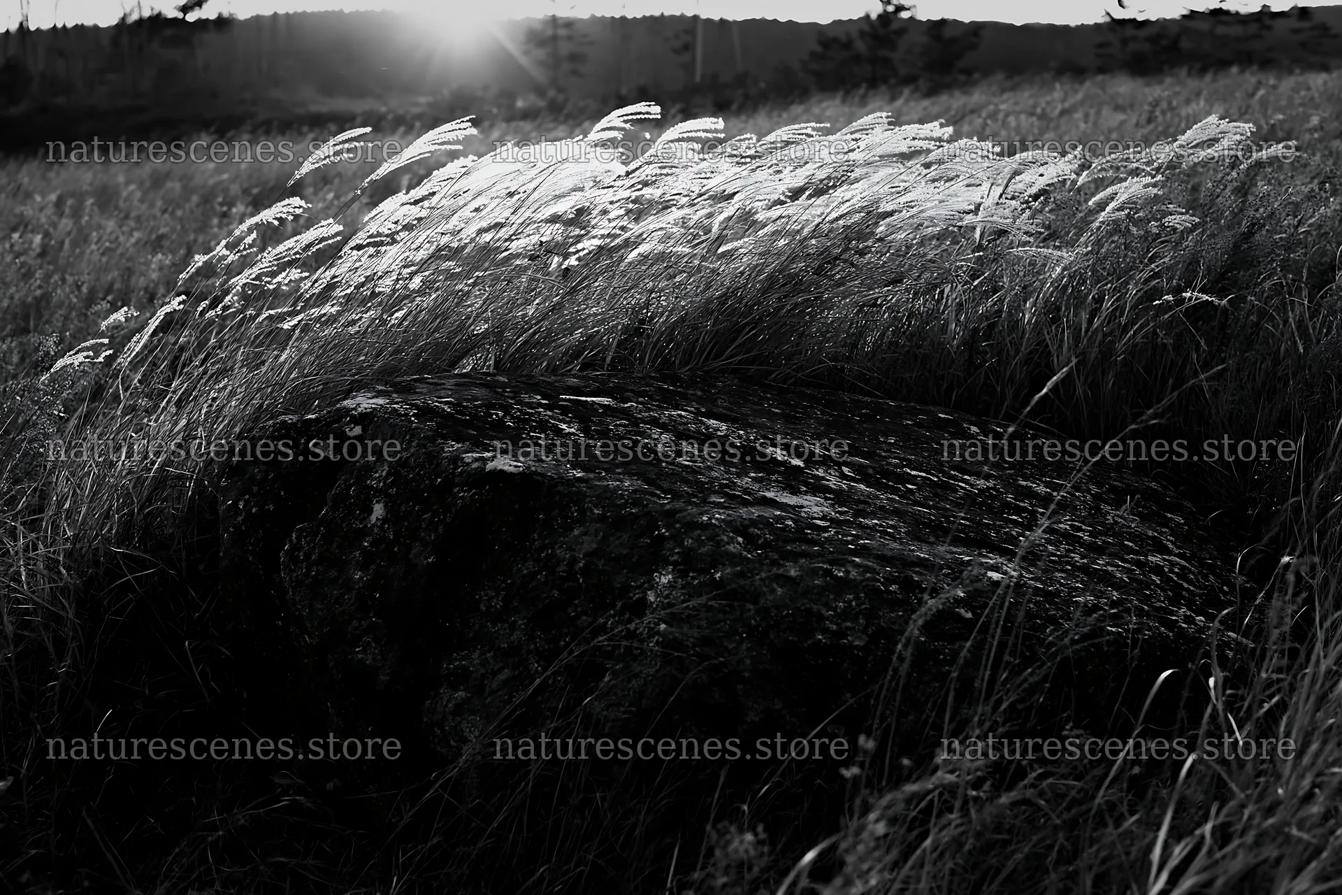 Nagano drought resilient meadow granite boulder at sunset – nature scenes 9722x6480