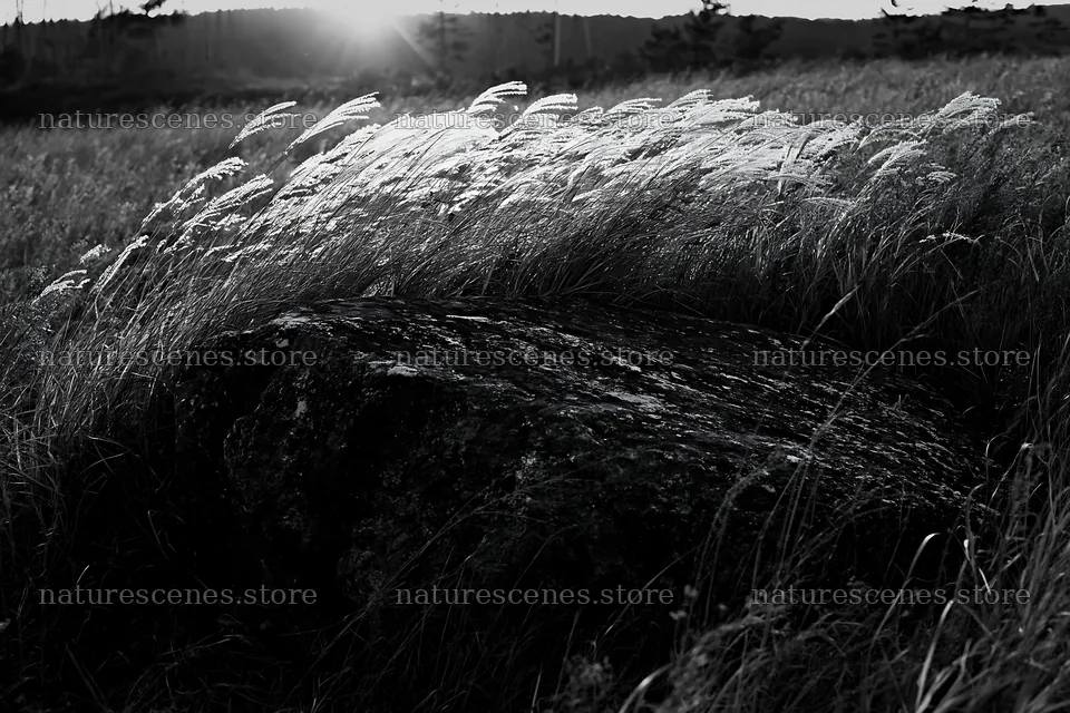 Nagano drought resilient meadow granite boulder at sunset – nature scenes 9722x6480