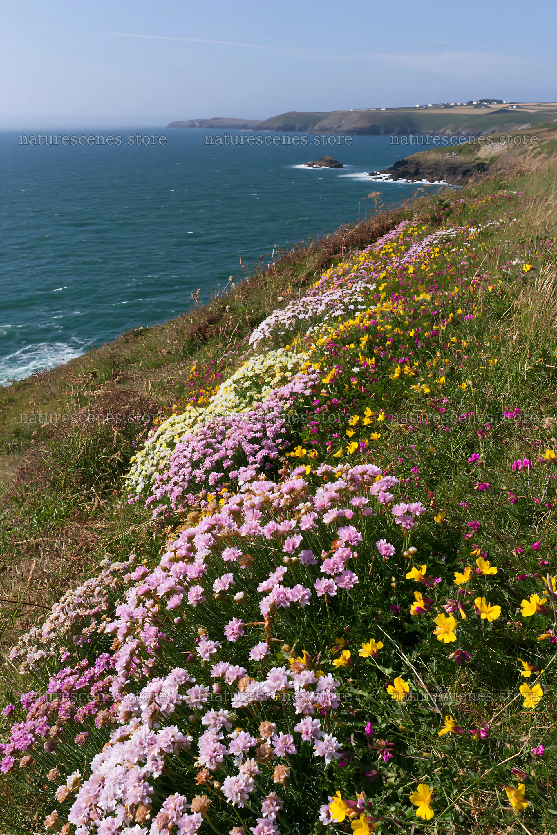 Regenerative meadow by the ocean with colorful wildflowers – nature scenes 6480x9722