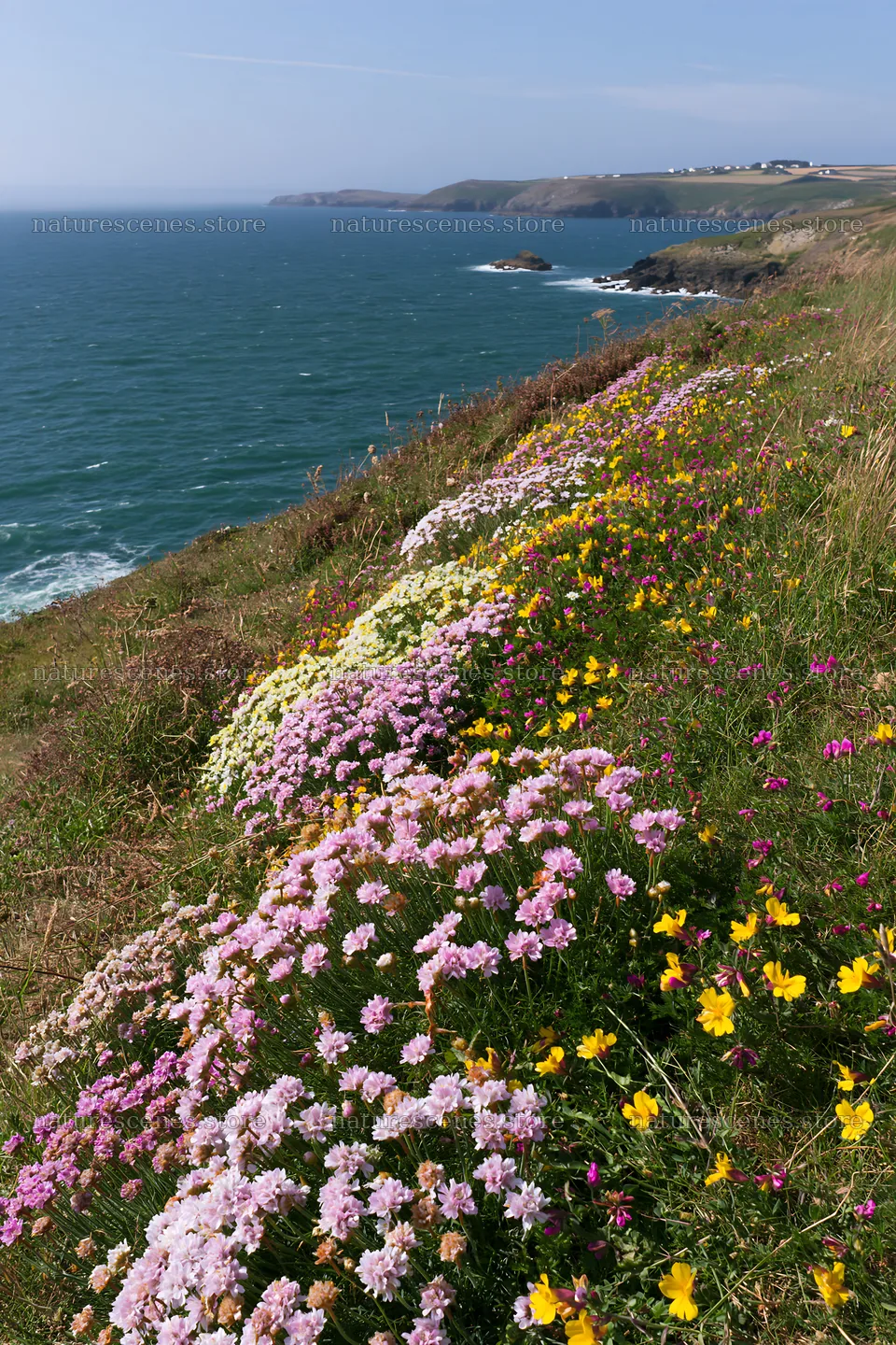 Regenerative meadow by the ocean with colorful wildflowers – nature scenes 6480x9722
