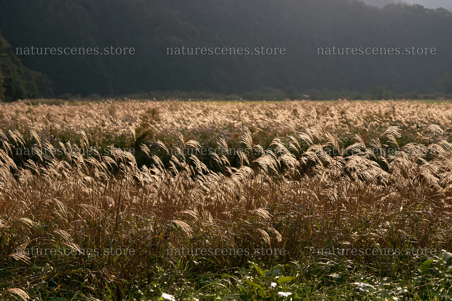 Meadow seedheads in Iwate after rain – nature scenes 9722x6480