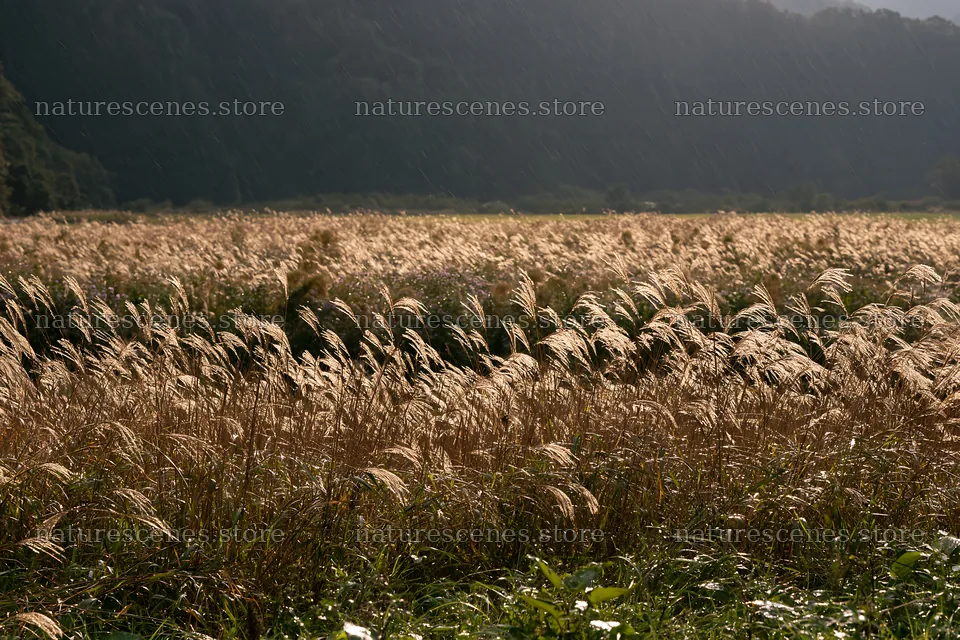 Meadow seedheads in Iwate after rain – nature scenes 9722x6480