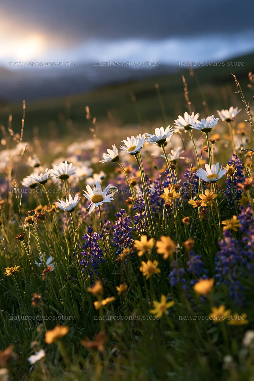 Snowy highland meadow with wildflowers at sunset – nature scenes 6480x9722