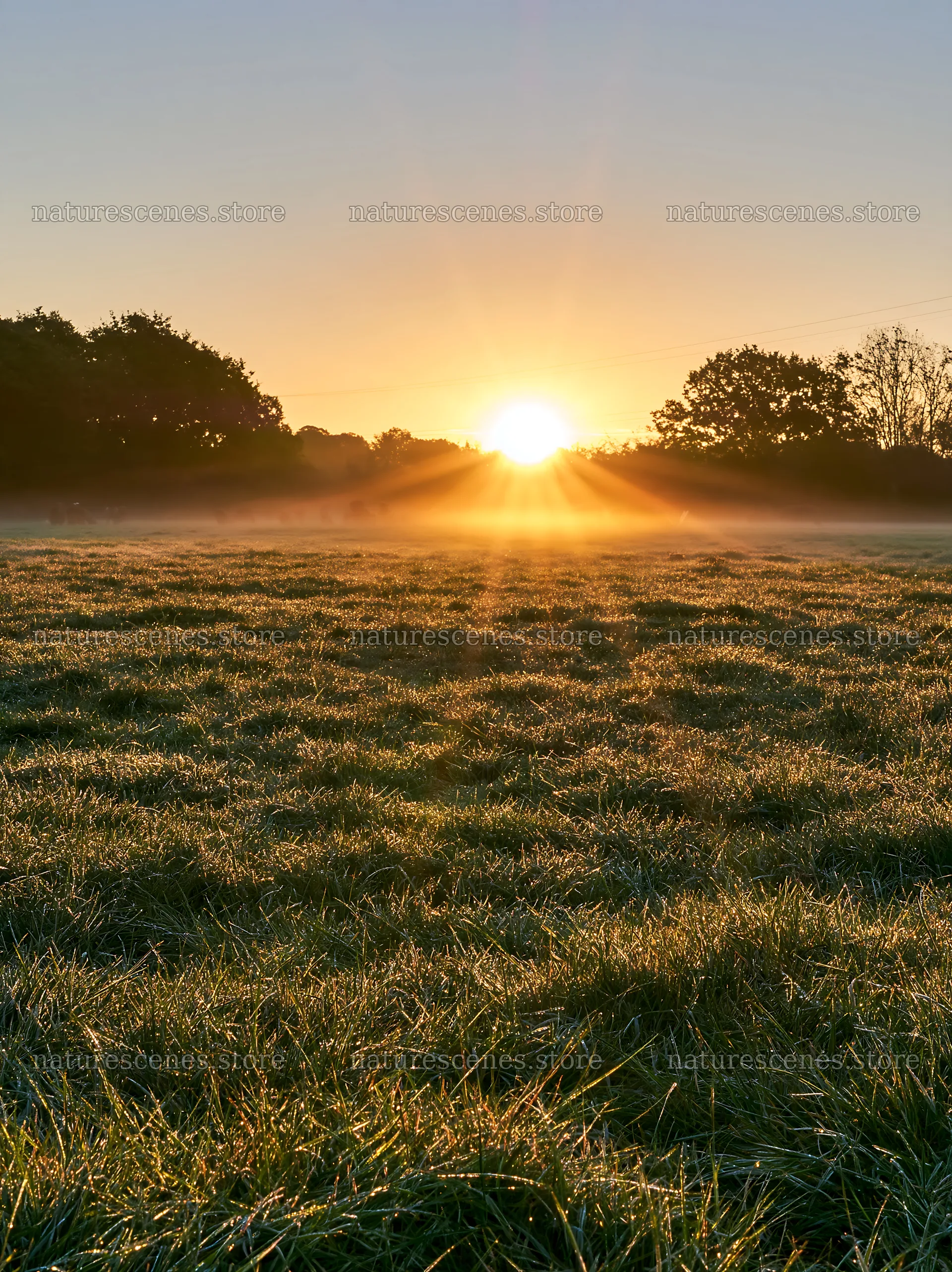 Frosty meadow at sunrise with morning light – nature scenes 6866x9174