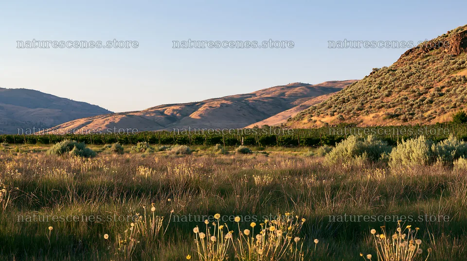 Dandelion orchard meadow under a clear sky – nature scenes 10608x5938