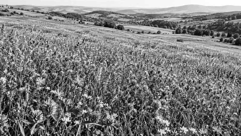 Monochrome Wildflower Meadow on Rolling Hills – nature scenes 10324x5812