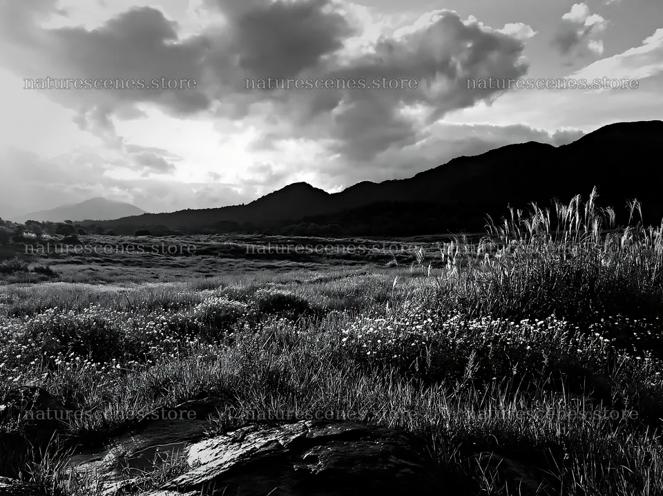 Yamanashi regenerative meadow with basalt stones in the evening – nature scenes 9174x6866