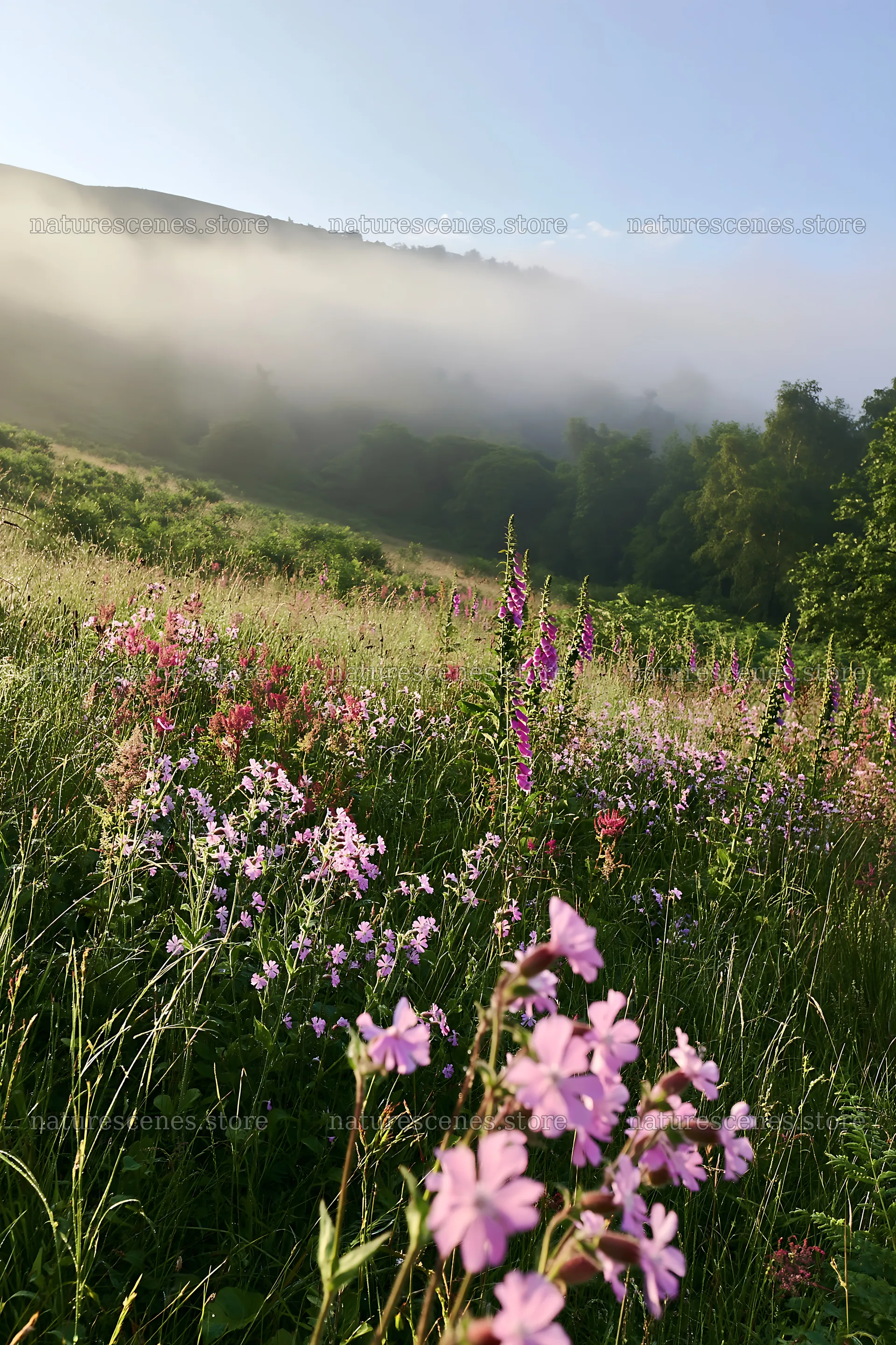 Meadow with campion and wildflowers in morning light – nature scenes 6480x9722