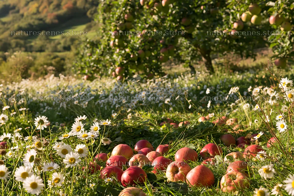 Daisies and apples in a meadow during harvest season – nature scenes 9722x6480