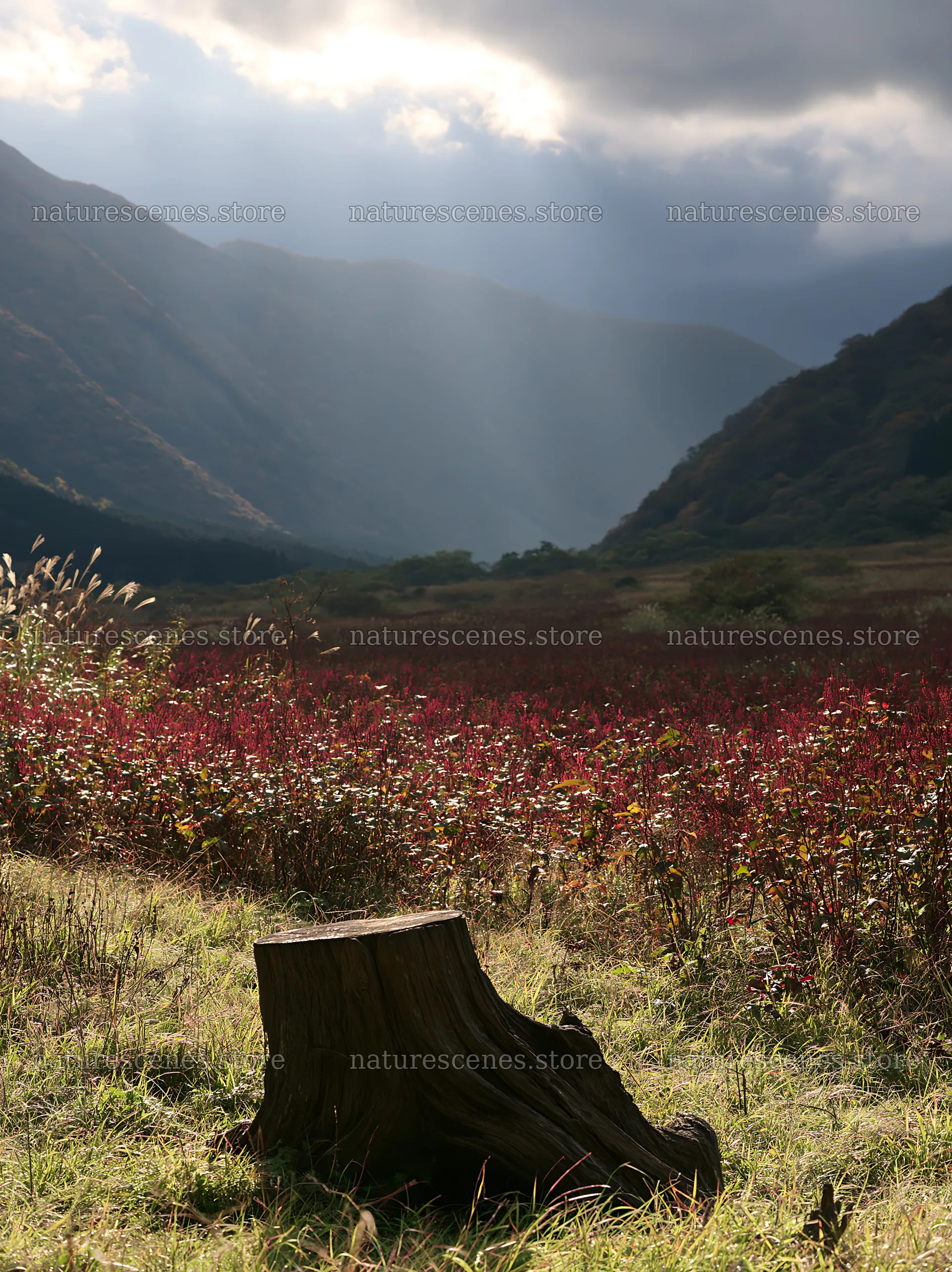 Wakayama autumn meadow with weathered wood and distant mountains – nature scenes 6866x9174