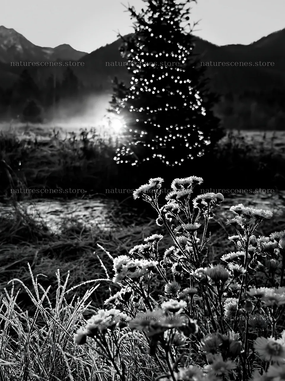 Christmas tree with lights beside stream in meadow – nature scenes 6866x9174