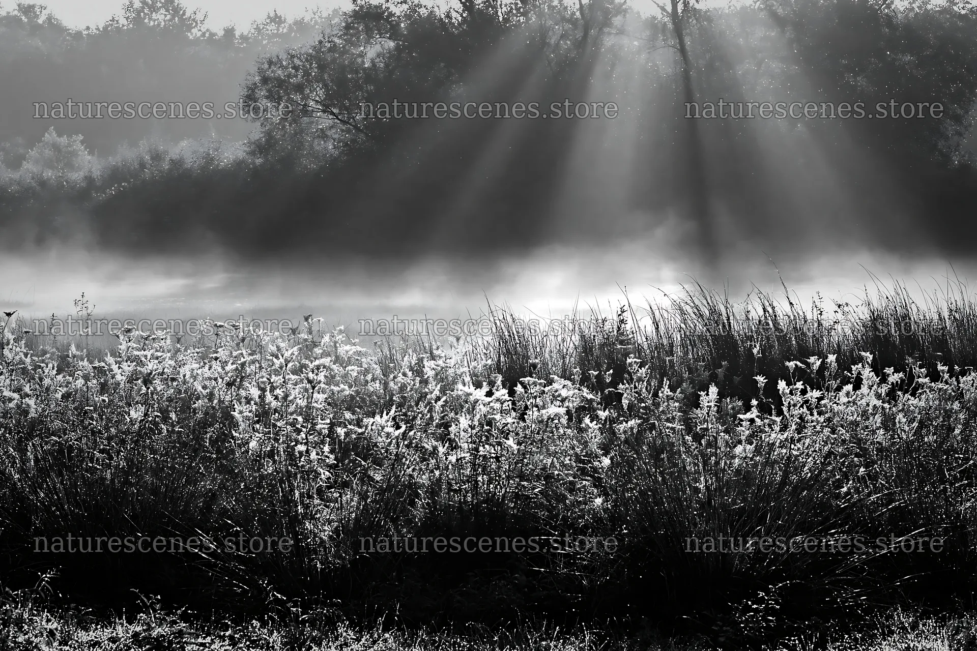 Morning dew on a meadow with sunlight rays – nature scenes 9722x6480