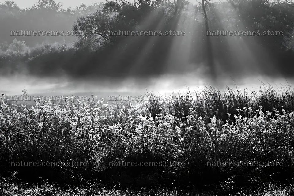 Morning dew on a meadow with sunlight rays – nature scenes 9722x6480