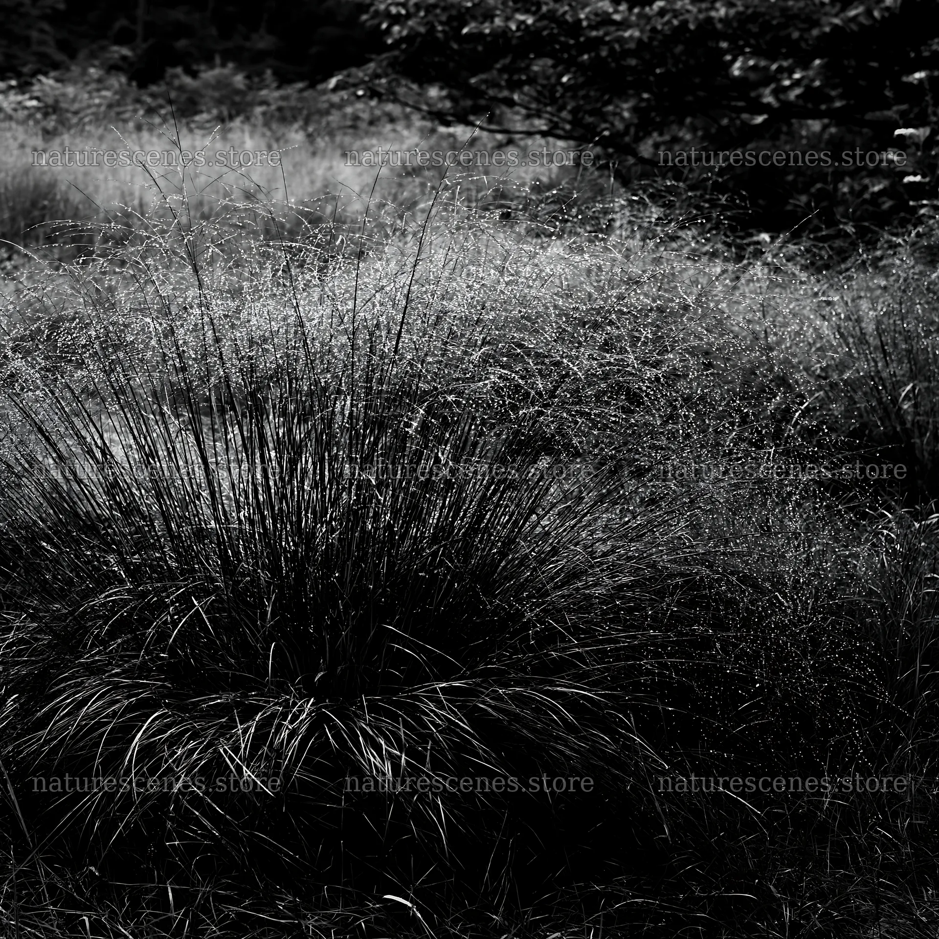 Iwate rain refreshed meadow seedhead foreground – nature scenes 7938x7938