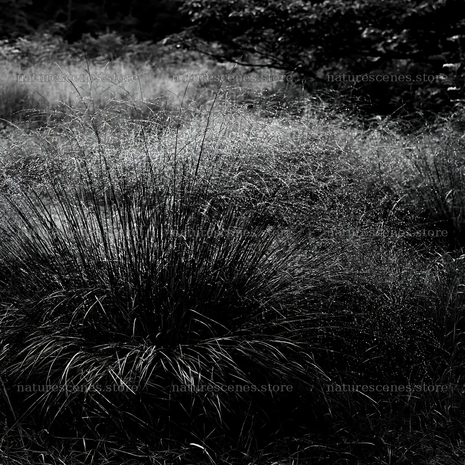 Iwate rain refreshed meadow seedhead foreground – nature scenes 7938x7938